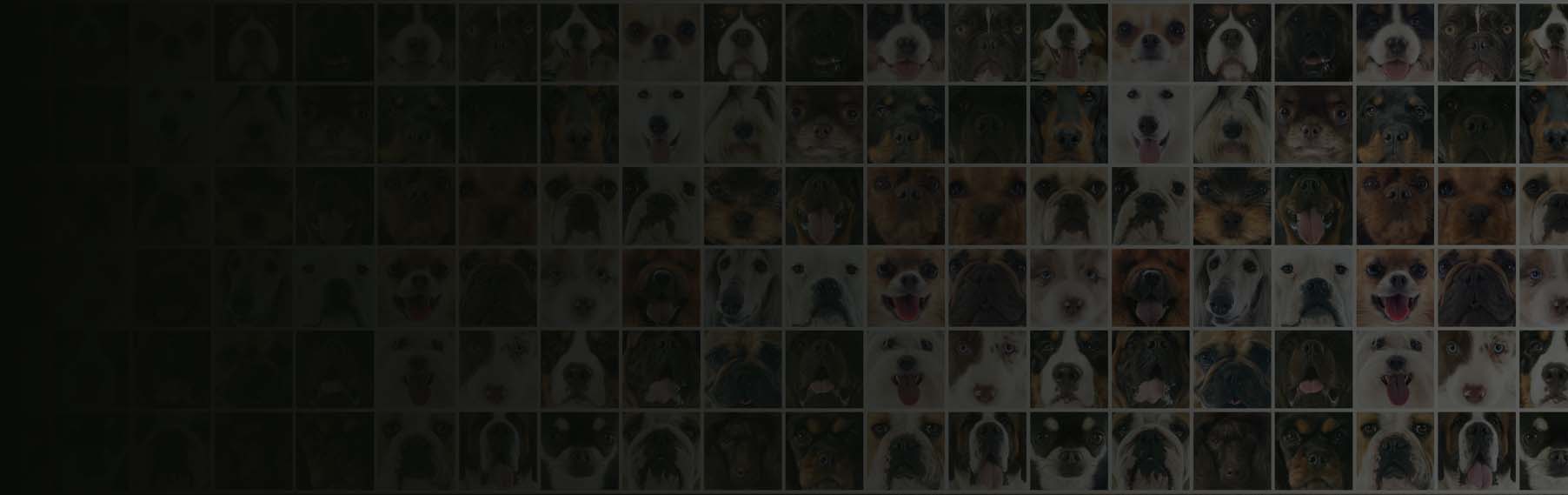 Facts About Samoyeds