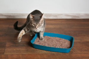 How to Teach Your Kitten to Use a Litter Box