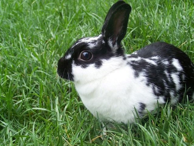 black and white dwarf rabbit