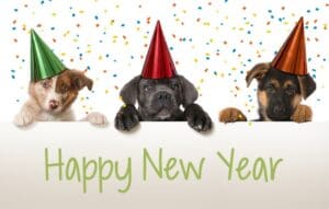 6 Puppy New Year’s Resolutions