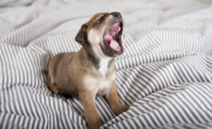 How Much Sleep Does Your Puppy Really Need?