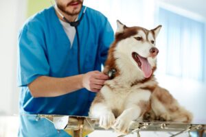 Your Puppy’s First Vet Visit
