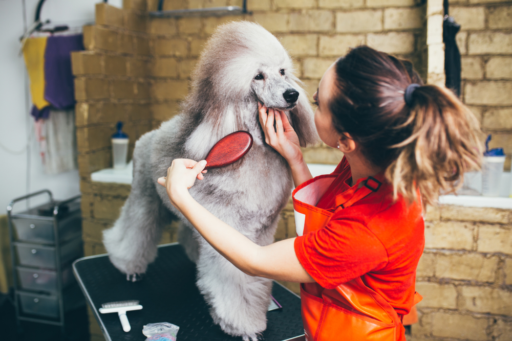 petland grooming