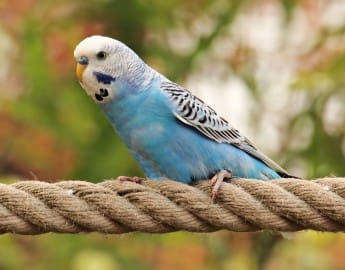 Birds Petland Texas