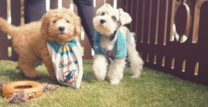 Petland Attends the Dolphins vs. Jets Game