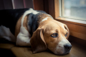 4 Signs You Might Be Stressing Out Your Puppy