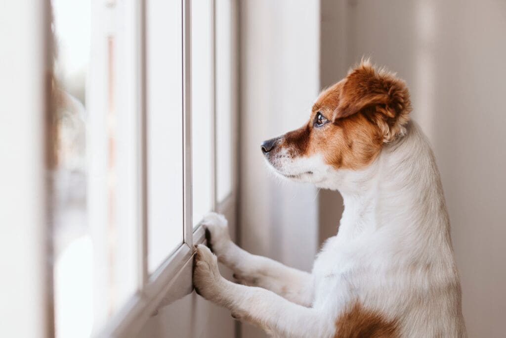 Petland Texas picture of puppy staring out the window for their owner.
