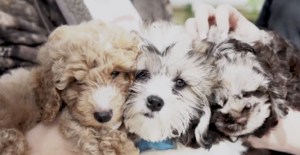 Petland Puppies Visit the Ann Storck Center