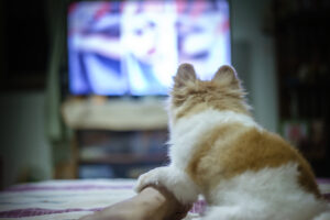 How Watching TV Can Benefit Your Puppy