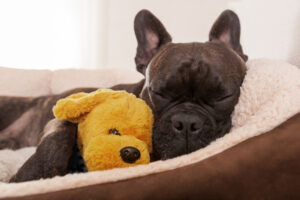 5 Best Dog Beds for Your Puppy