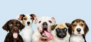10 Puppy Breeds That Don’t Shed