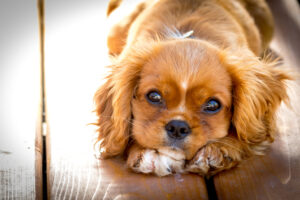 5 Ways to Celebrate National Puppy Day