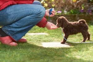Fun and Easy Tricks to Teach Your Puppy