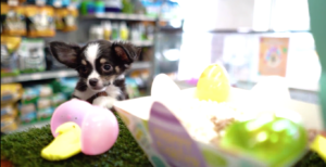 Petland Celebrates Easter with Egg Paint Blast