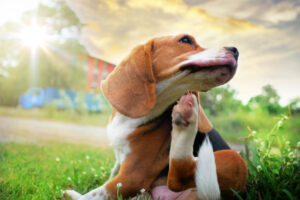 How to Help Your Puppy Deal With Allergies
