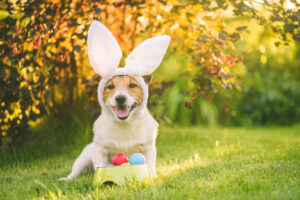 3 Ways to Celebrate Easter with Your Puppy