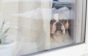 Top 10 Best Guard Dog Breeds