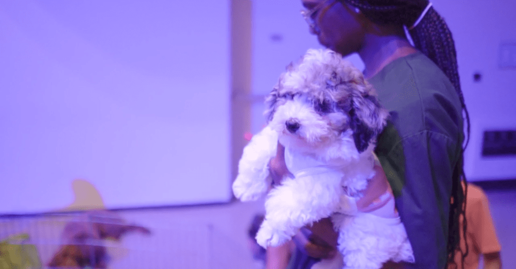 Petland Texas picture of cute Petland puppy held by young child at Mayor's Kids Day in Pembroke Pines, FL.