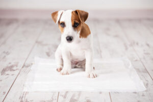5 Ways You Can Puppy Proof Your House