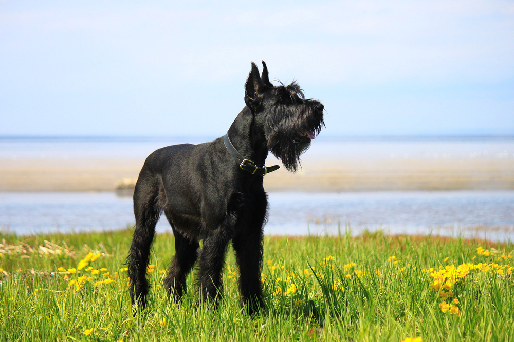 Petland Texas picture of Giant Schnauzer standing in a field.