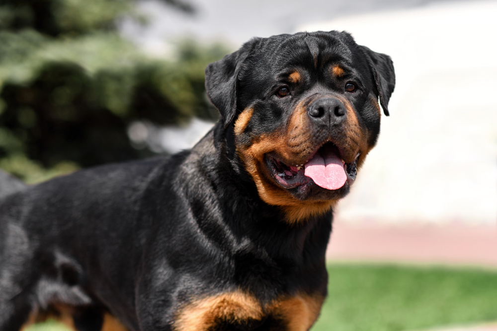 Petland Texas picture of cute Rottweiler puppy looking at the camera in a field.