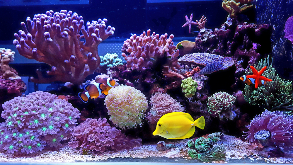 Entretien d'un aquarium de poissons