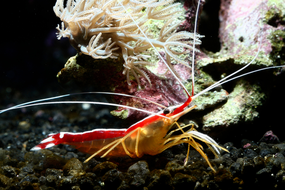 A Guide to Caring for Skunk Cleaner Shrimp - Petland Texas