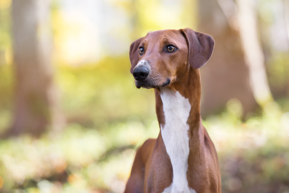 Petland Texas picture of beautiful Azawakh dog outside. 
