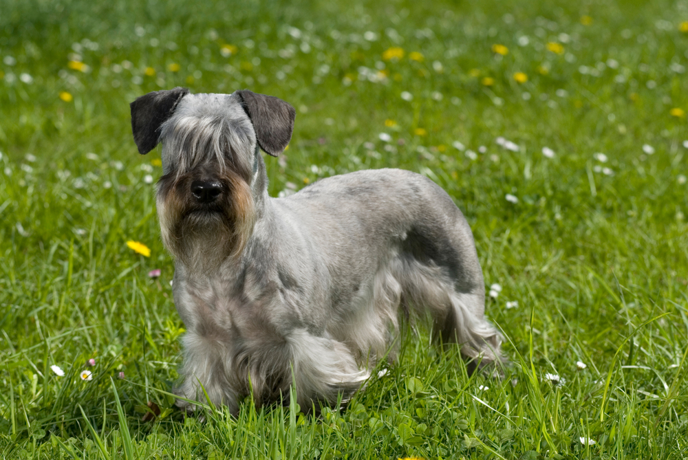 Petland Texas picture of cute Cesky terrier puppy standing in a flower meadow.