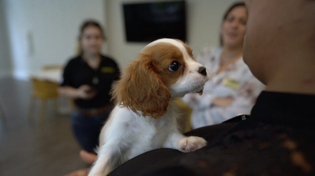 Petland Texas picture of Cavalier King Charles Spaniel kissing patient at Allegro Senior Center.