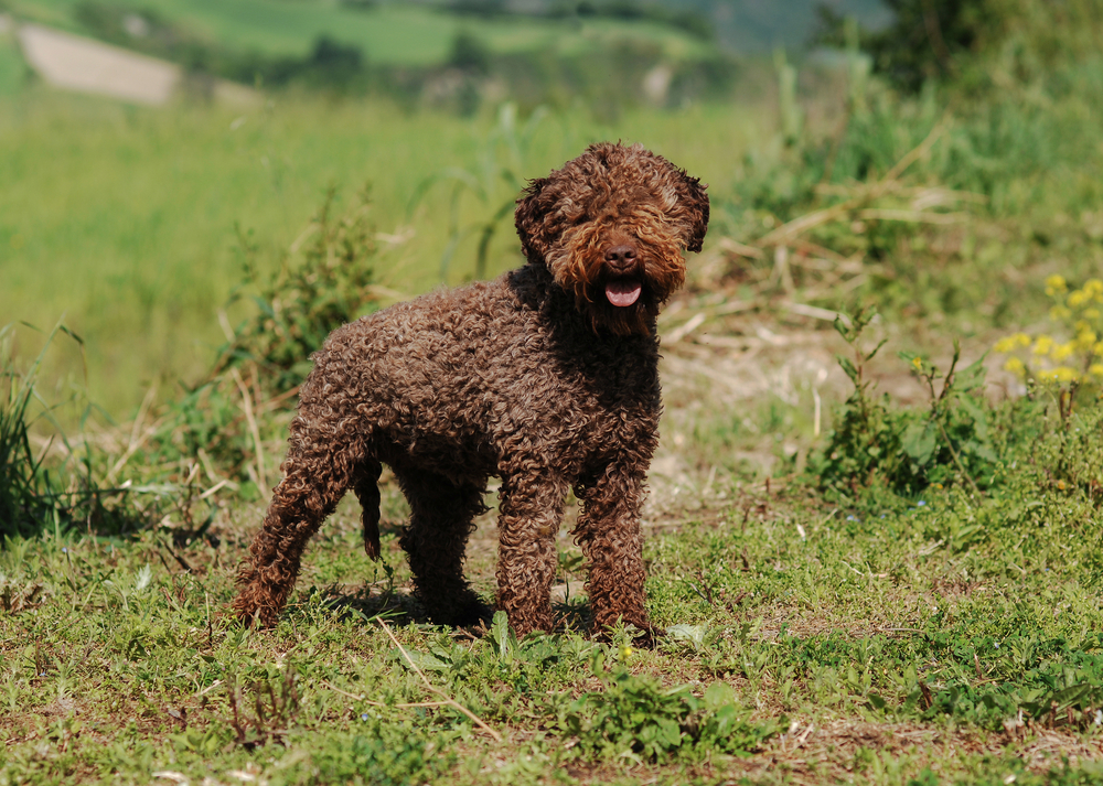 Petland Texas picture of Lagotto Romagnolo dog outside.