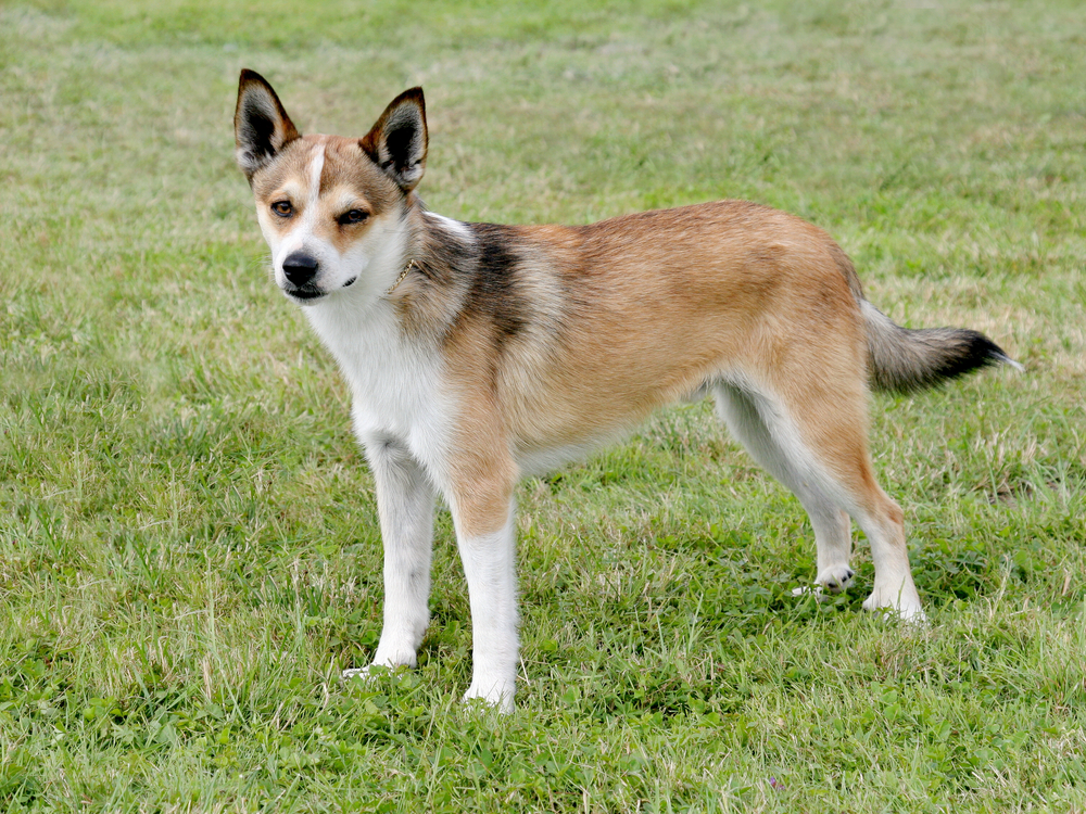 Petland Texas picture of Norwegian Lundehund standing on grass. 