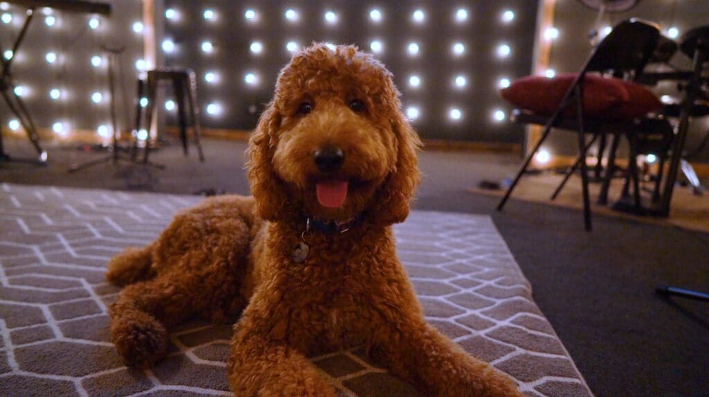 Petland Texas picture of cute Goldendoodle puppy at the Refuge Student Ministry.