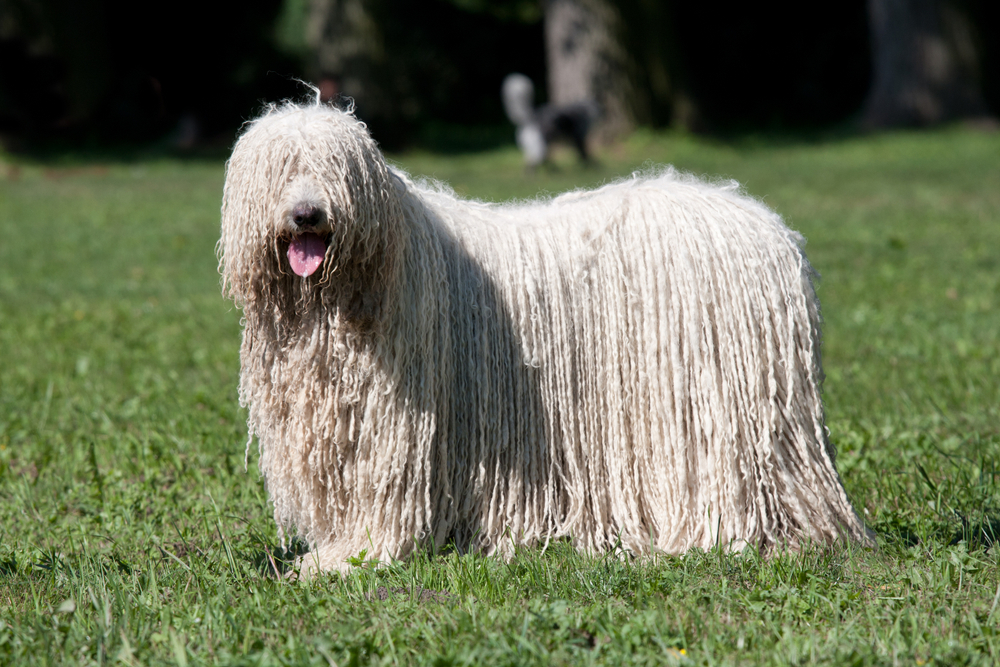 Petland Texas picture of beautiful Komondor (Hungarian sheepdog) puppy posing in the park.