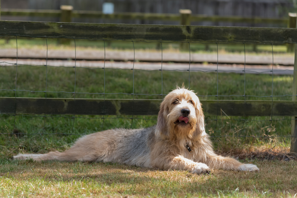 Petland Texas picture of cute Otterhound puppy lying in a field in front of a fence.