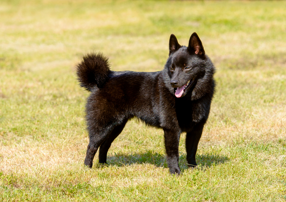 Petland Texas picture of Schipperke puppy standing on the grass.