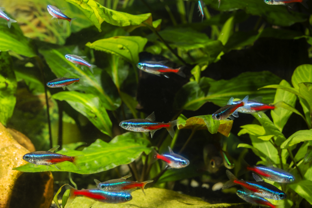 Petland Texas picture of a group of Neon Tetra fish inside a home aquarium.