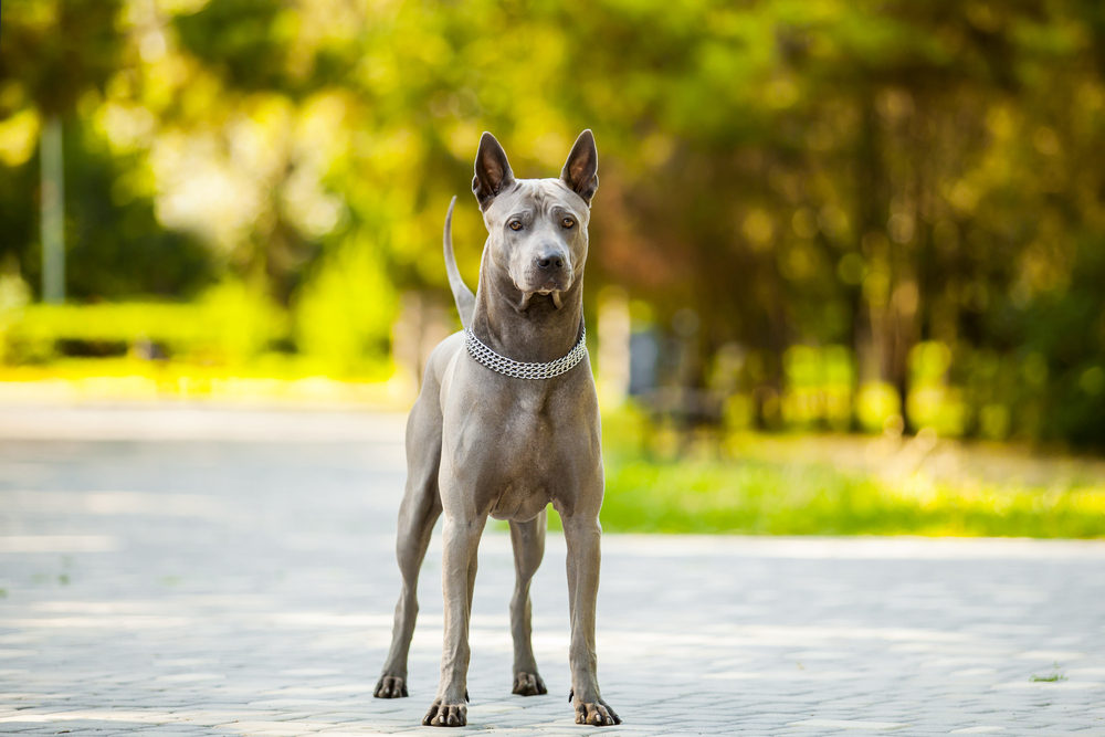 Petland Texas picture of beautiful Thai Ridgeback dog outside. 