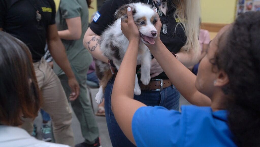 Petland Texas picture of cute puppy being cuddled by patient at Southwest Focal Point Senior Center.