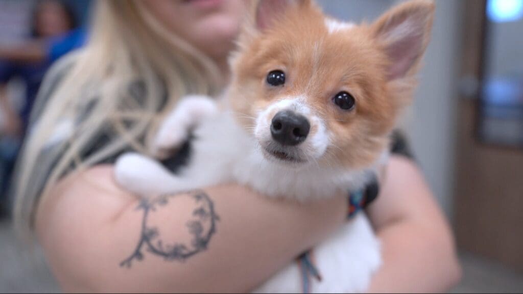 Petland Texas picture of cute puppy staring at the camera in Memorial Adult Day Care.
