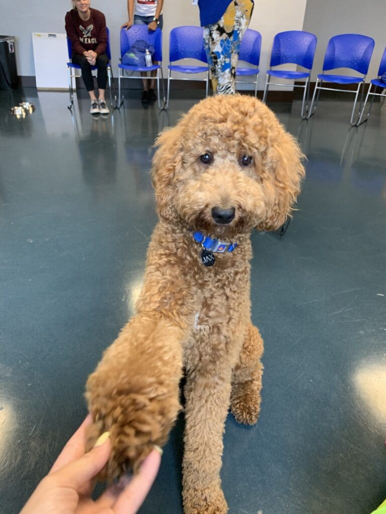 Petland Texas picture of Jax the Goldendoodle with his paw on someone's hand.