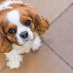 Petland Texas picture of cute Cavalier King Charles Spaniel puppy looking up at camera.