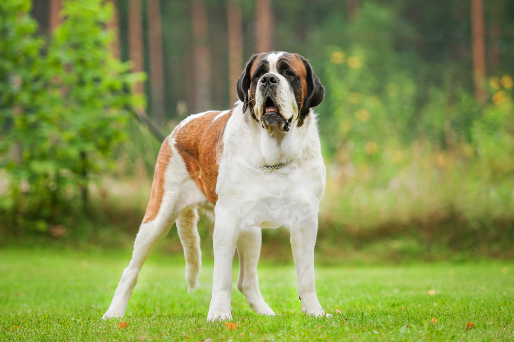 Petland Texas picture of a short-haired Saint Bernard dog standing on the lawn.