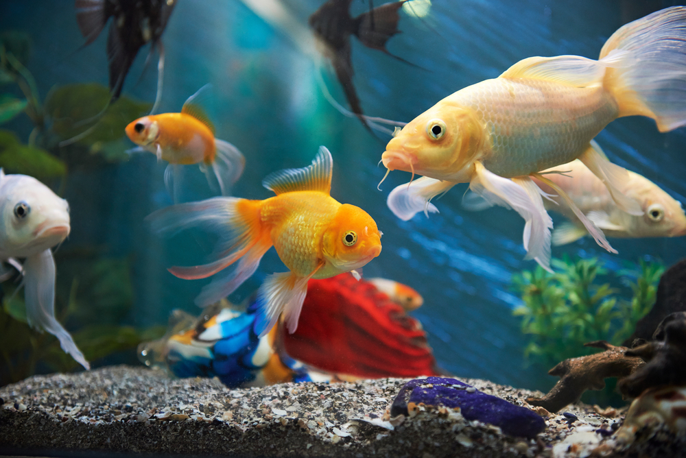 Utilizing Freshwater Aquariums to Improve Your Home