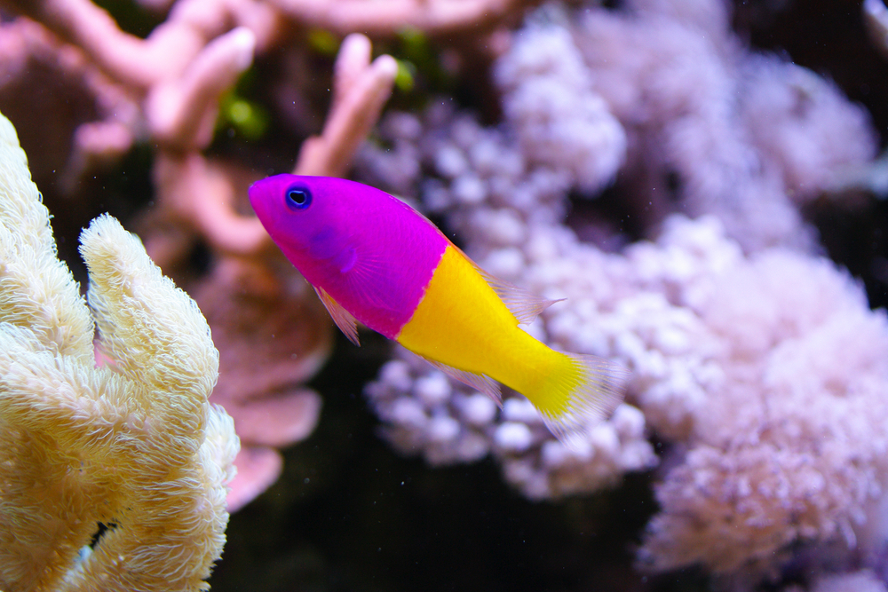 Petland Texas picture of Dottyback swimming in an aquarium.