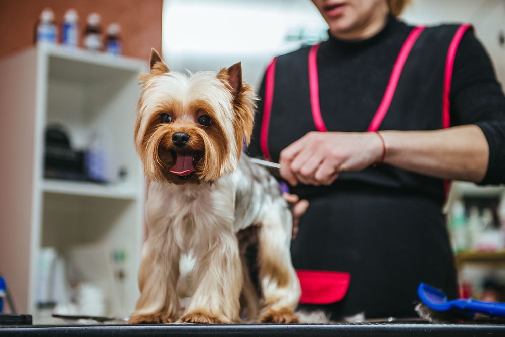 A Guide to Grooming Puppies – Petland Texas