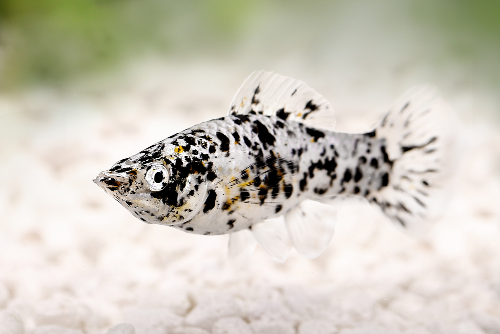 Petland Texas picture of Spotted Black Molly in saltwater aquarium.