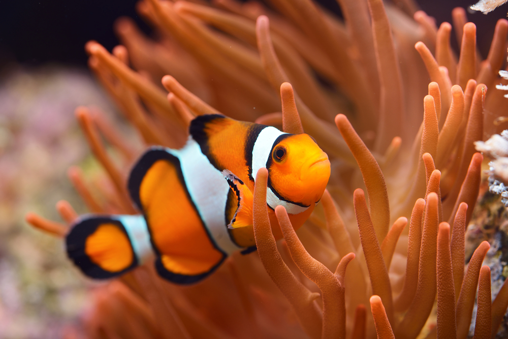 Petland Texas picture of Clownfish in a saltwater aquarium.