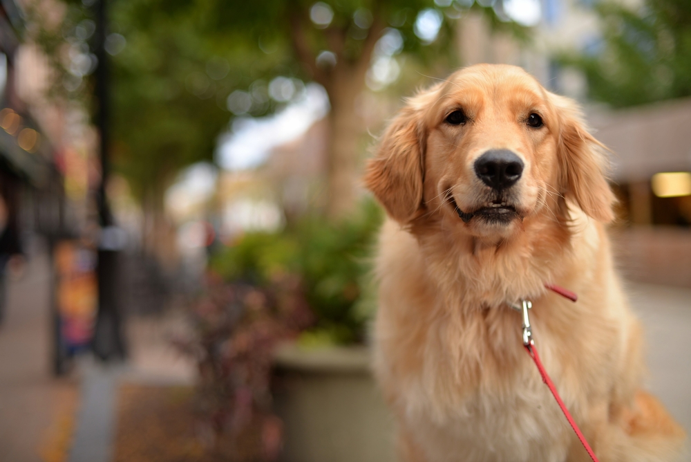 10 Cool Facts About Golden Retrievers