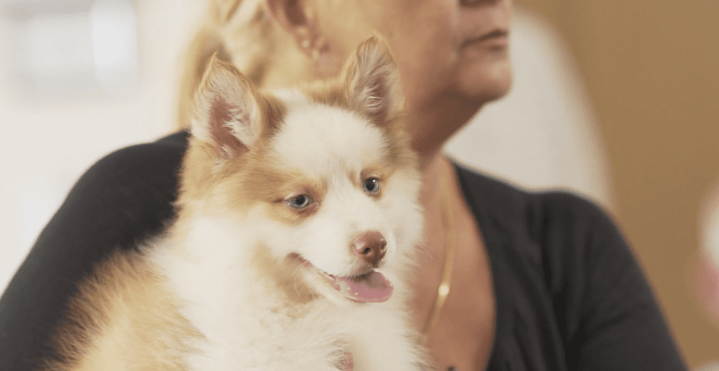 Petland Texas picture of cute puppy held by woman at Cross Gardens Care Center during puppy therapy.